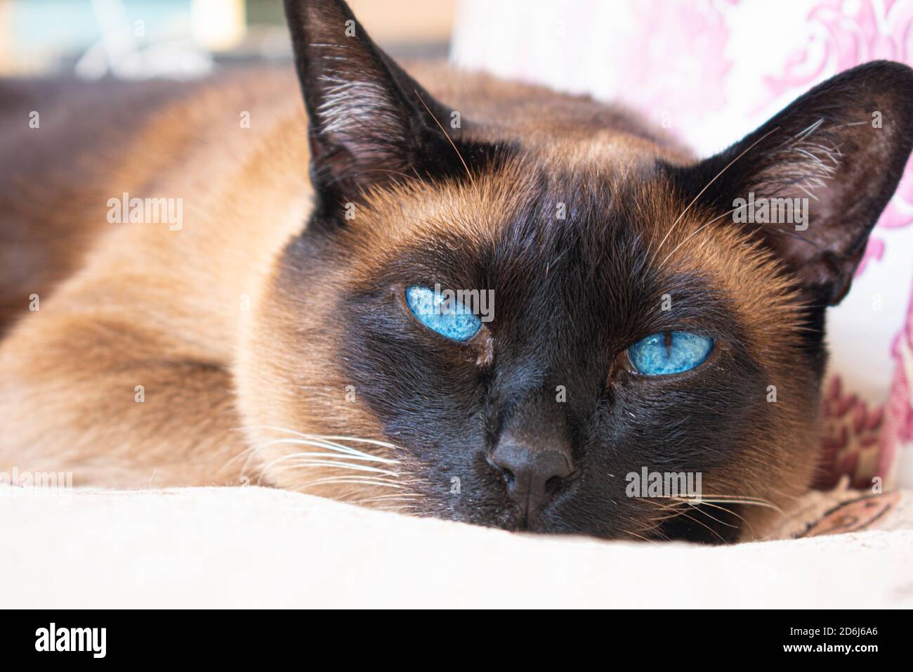 Siamese cat with blue eyes lying on the bed Stock Photo