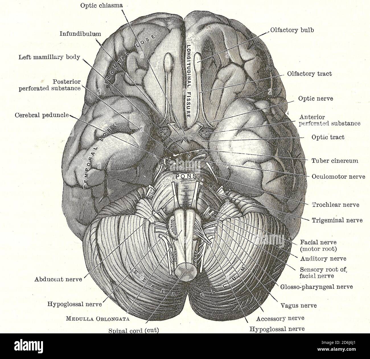 Dissection of the human brain - base of brain and cranial nerves,from an early 20th century anatomy textbook, out of copyright Stock Photo