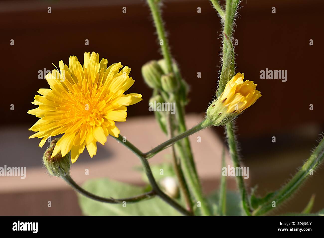 Close-up blooming and bud yellow dandelion. Taraxacum officinale yellow spring flower background. Stock Photo