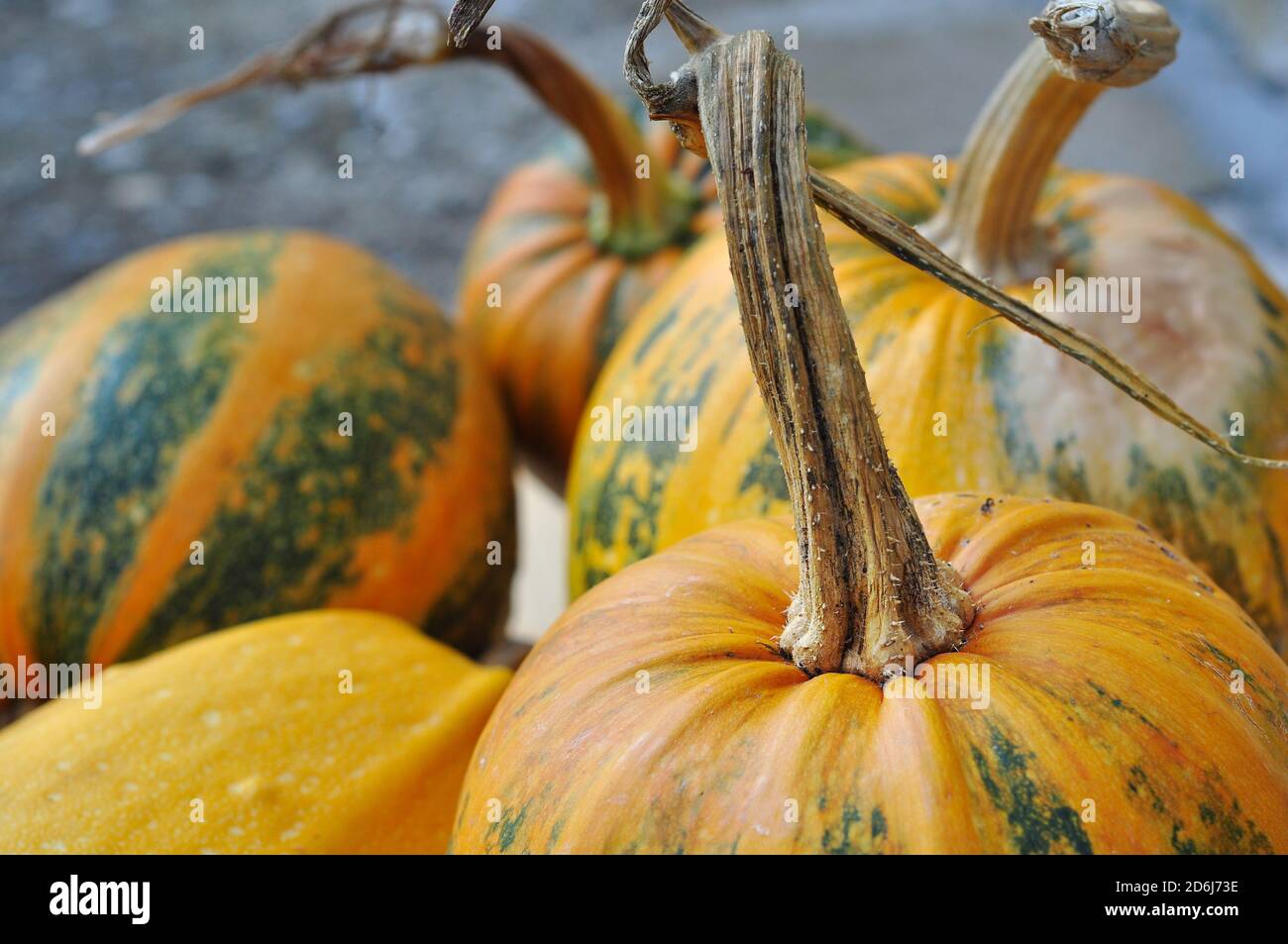 Pumpkins, organic Stock Photo
