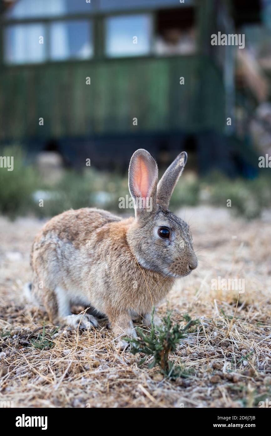 Ginger rabbit near the old house in the mountains Stock Photo - Alamy