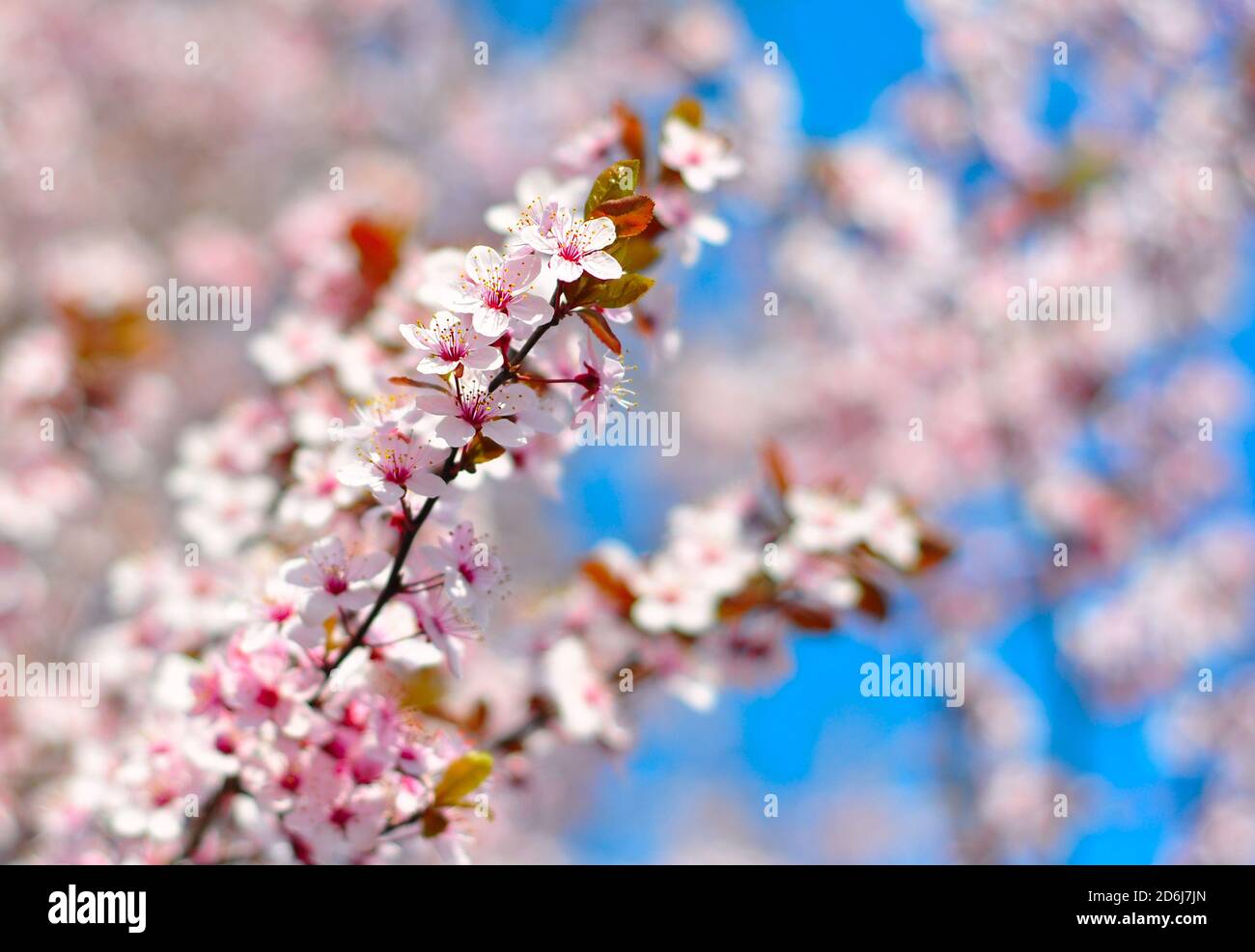 Cherry tree in full bloom hi-res stock photography and images - Alamy