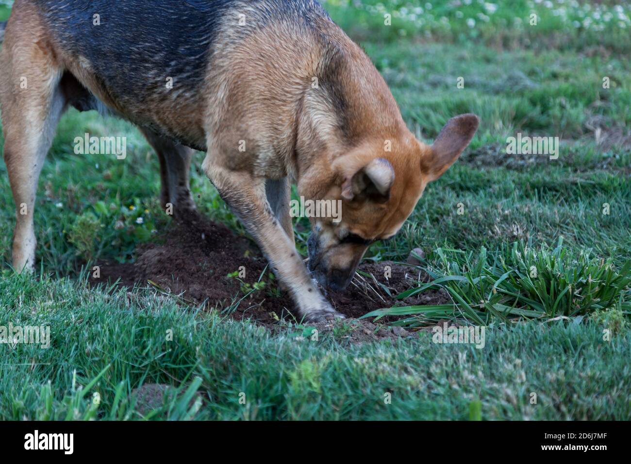 Aggressive rodent hi-res stock photography and images - Alamy