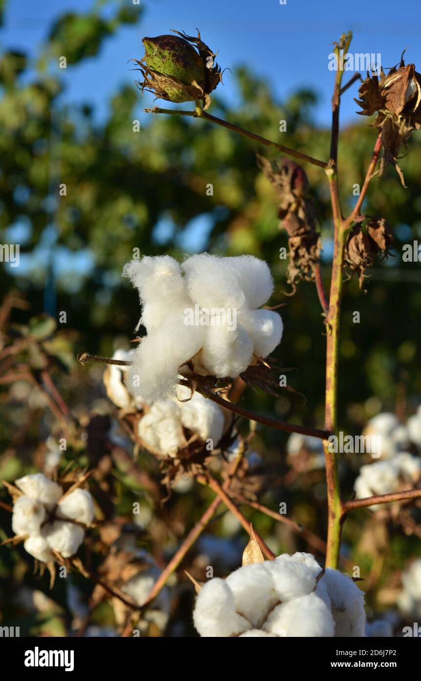 Cotton field in the soft light Stock Photo