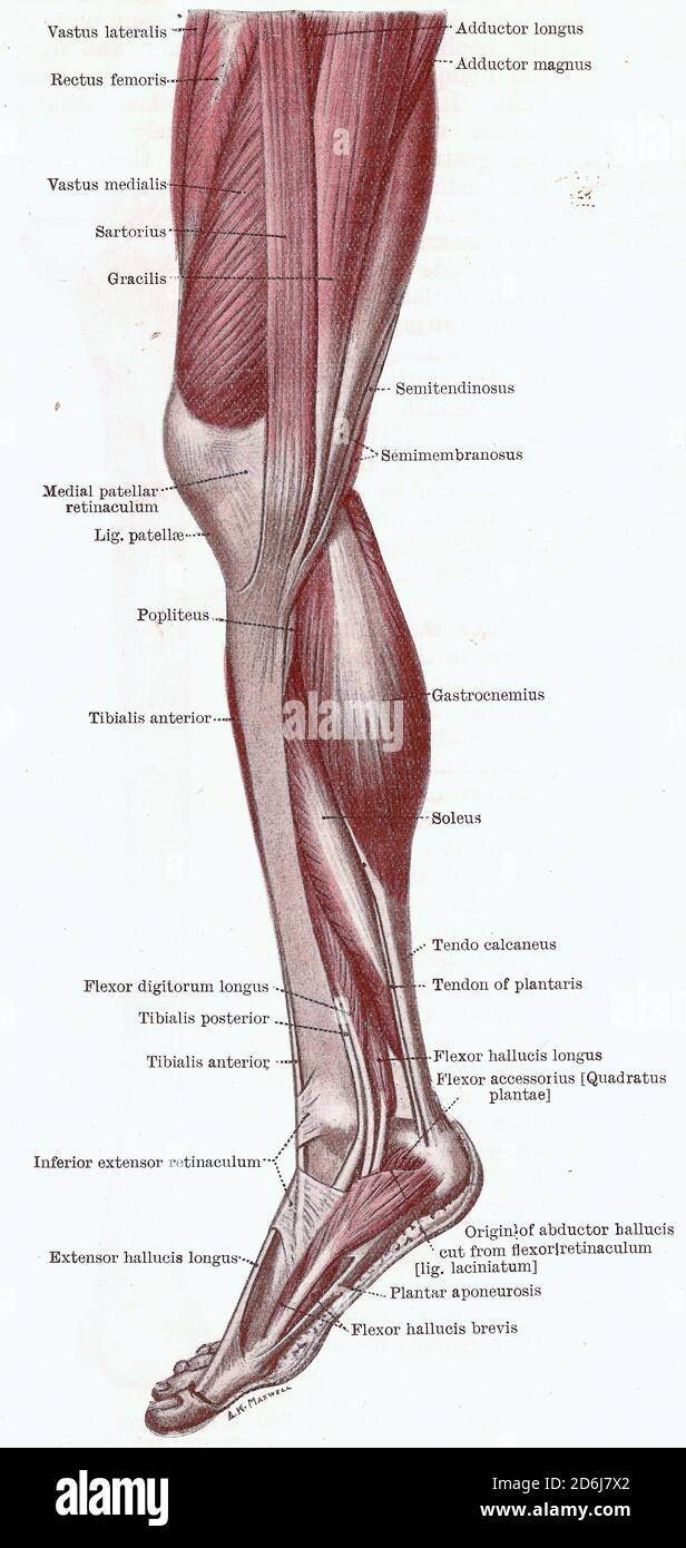 Dissection of the leg, muscles of the knee, leg and foot from medial sidefrom an early 20th century anatomy textbook, out of copyright Stock Photo