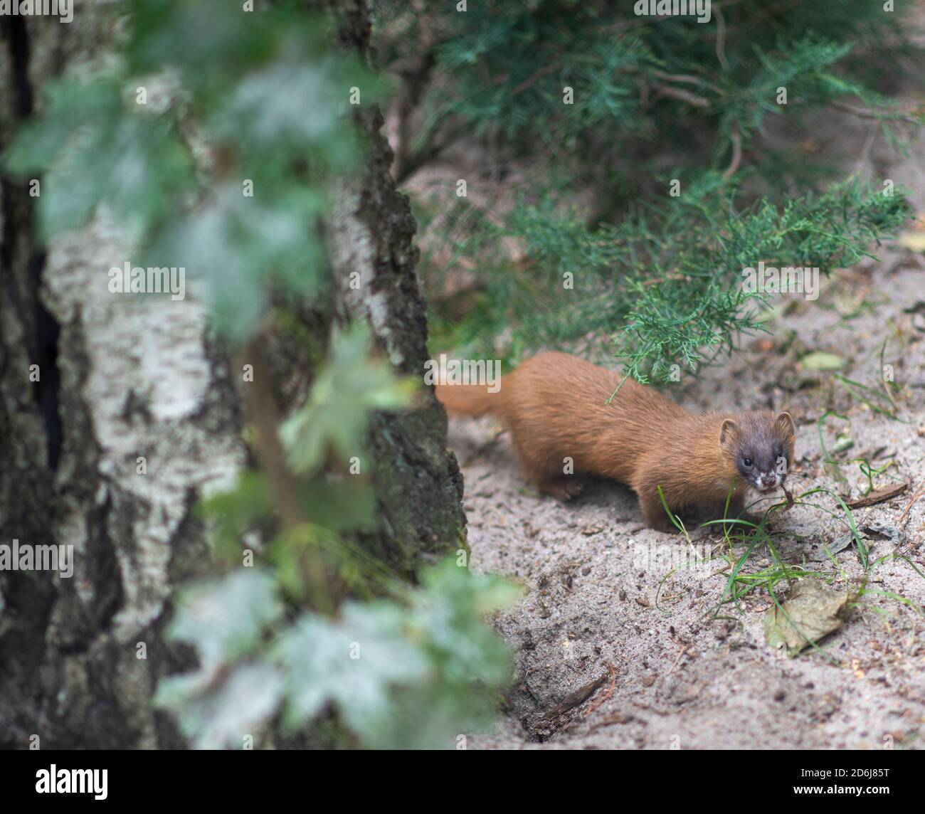A representative of the Siberian weasel species looking right into the camers Stock Photo