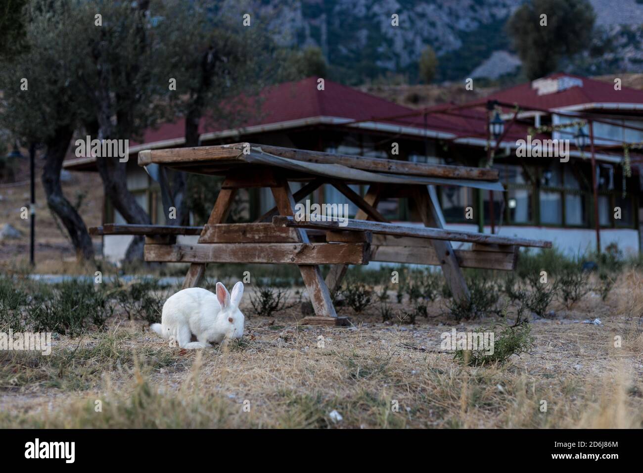 Two young european wild rabbits hi-res stock photography and images - Alamy