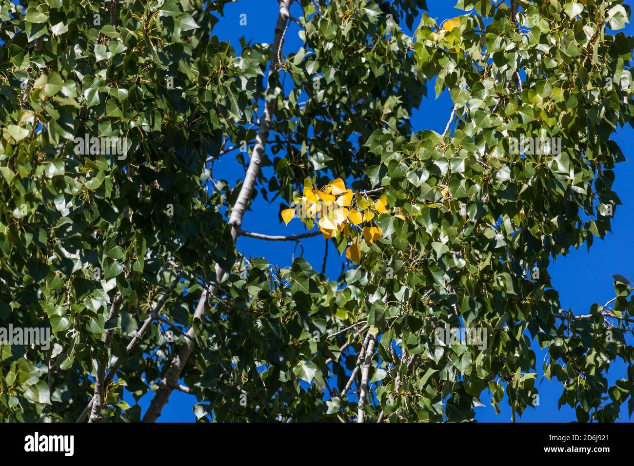 A small group of birch leaves have changed to fall yellow while the remaining tree leaves stay green against a vibrant blue sky in Oregon. Stock Photo