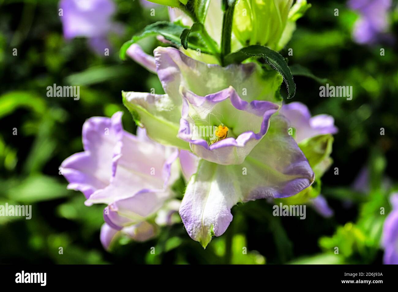 Top view of a blooming bellflowers with a leafy background Stock Photo