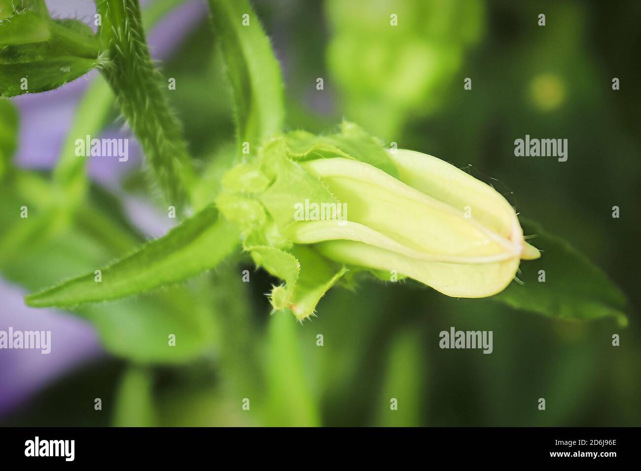 Macro view of a closed bellflower blossom Stock Photo