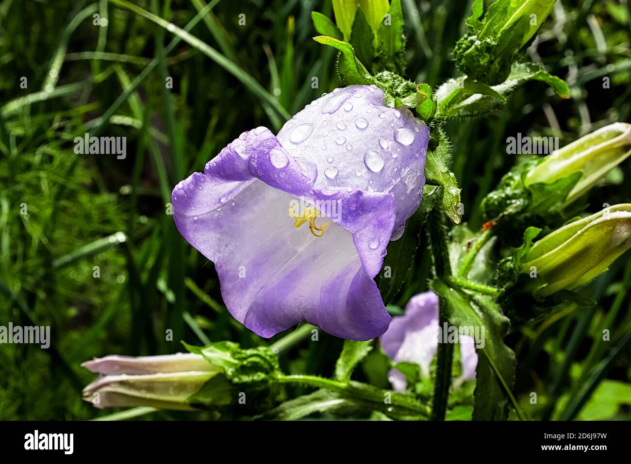 Purple Campanula perennial flowers in full bloom Stock Photo