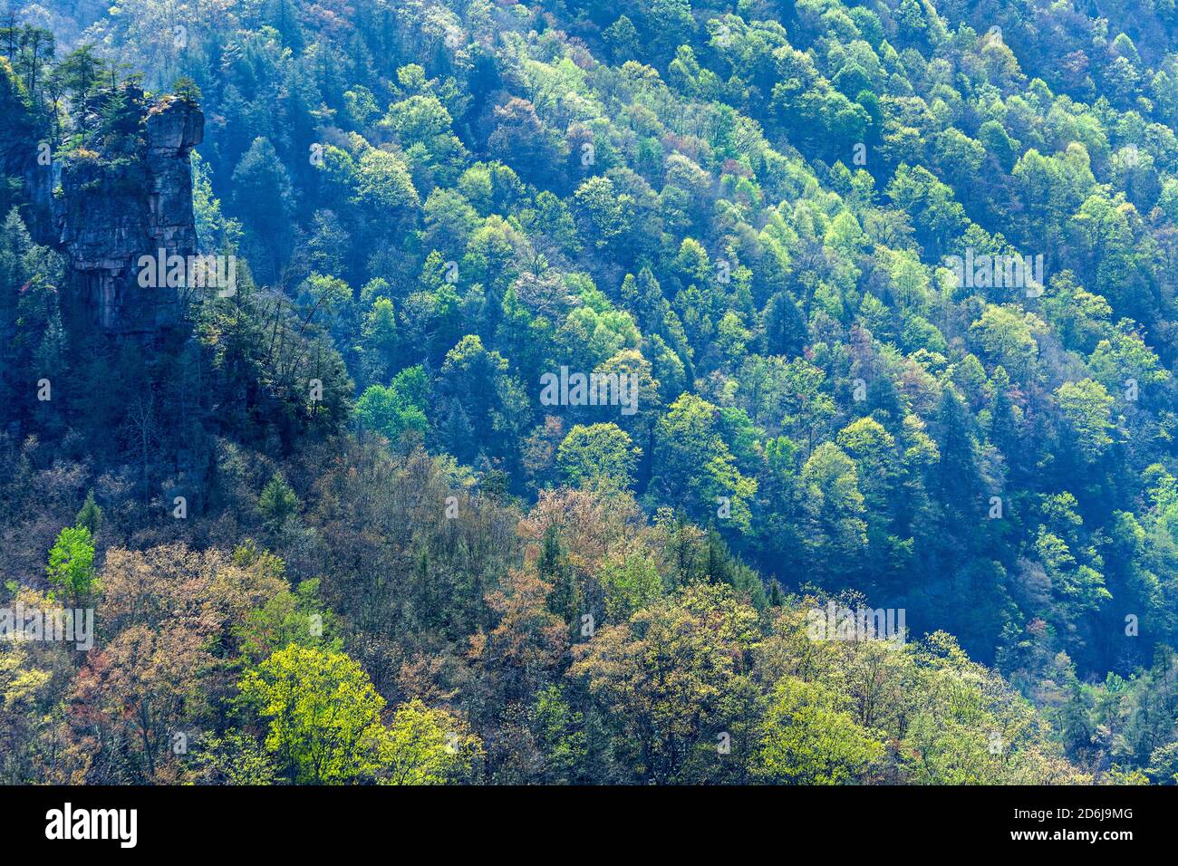 Treetops & Cliffside Stock Photo