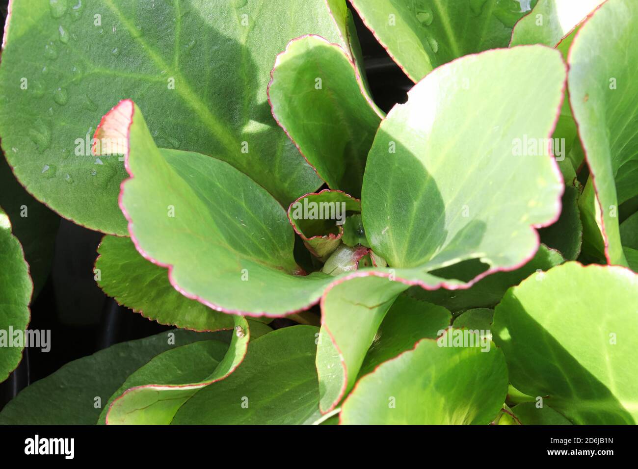 Green and red edges leaves of a bergenia plant Stock Photo