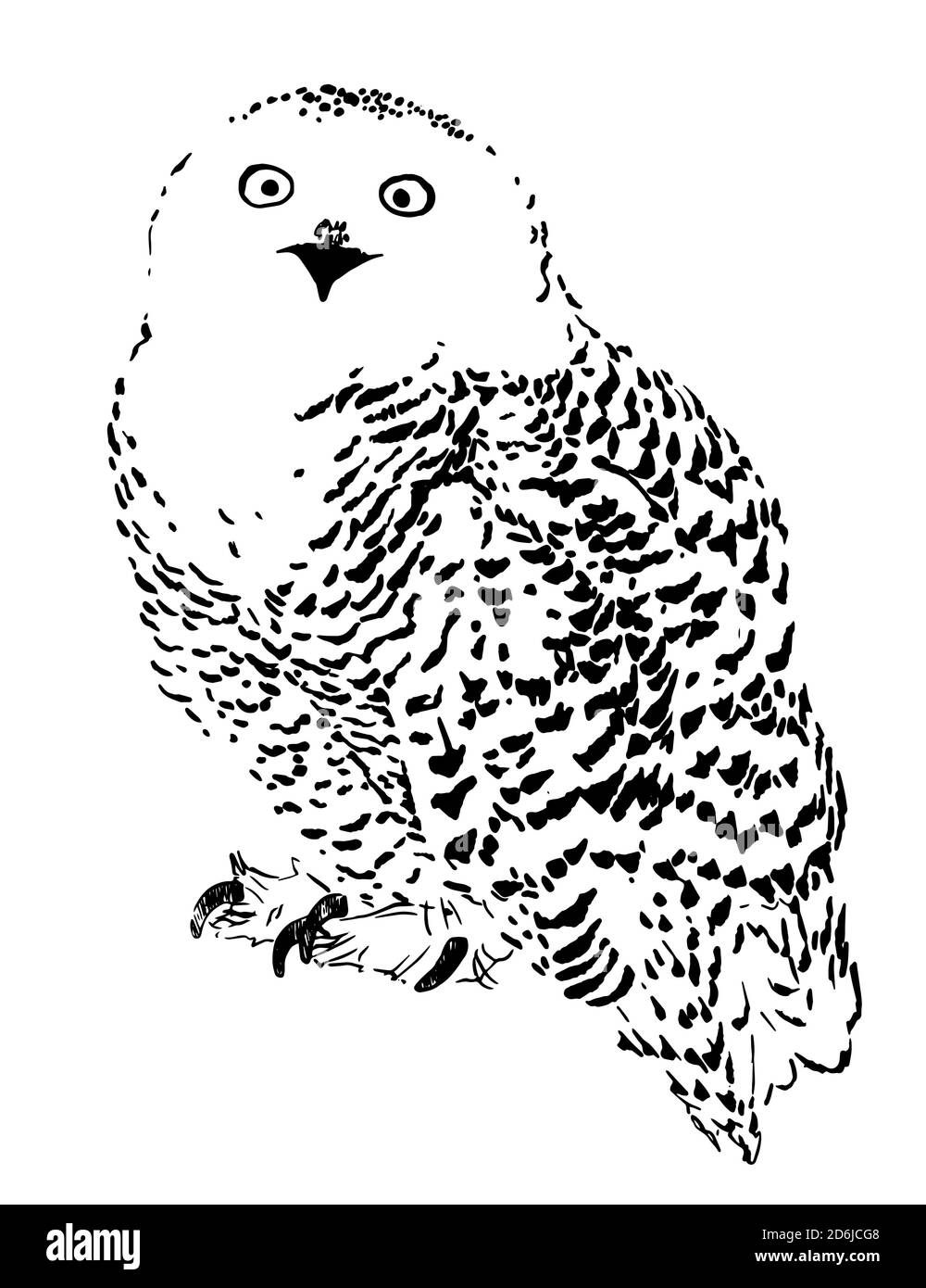 Polar owl sketch, Realistic vector illustration engraving style Hand drawn isolate on white background Stock Vector