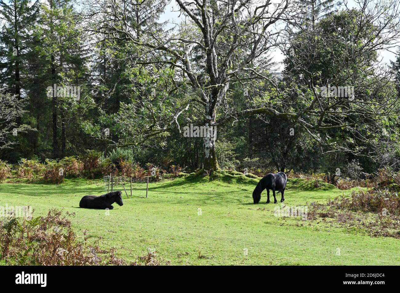 View of a Dartmoor pony and her foal in a sunny glade near Burrator Reservoir, Dartmoor National Park, UK. Stock Photo