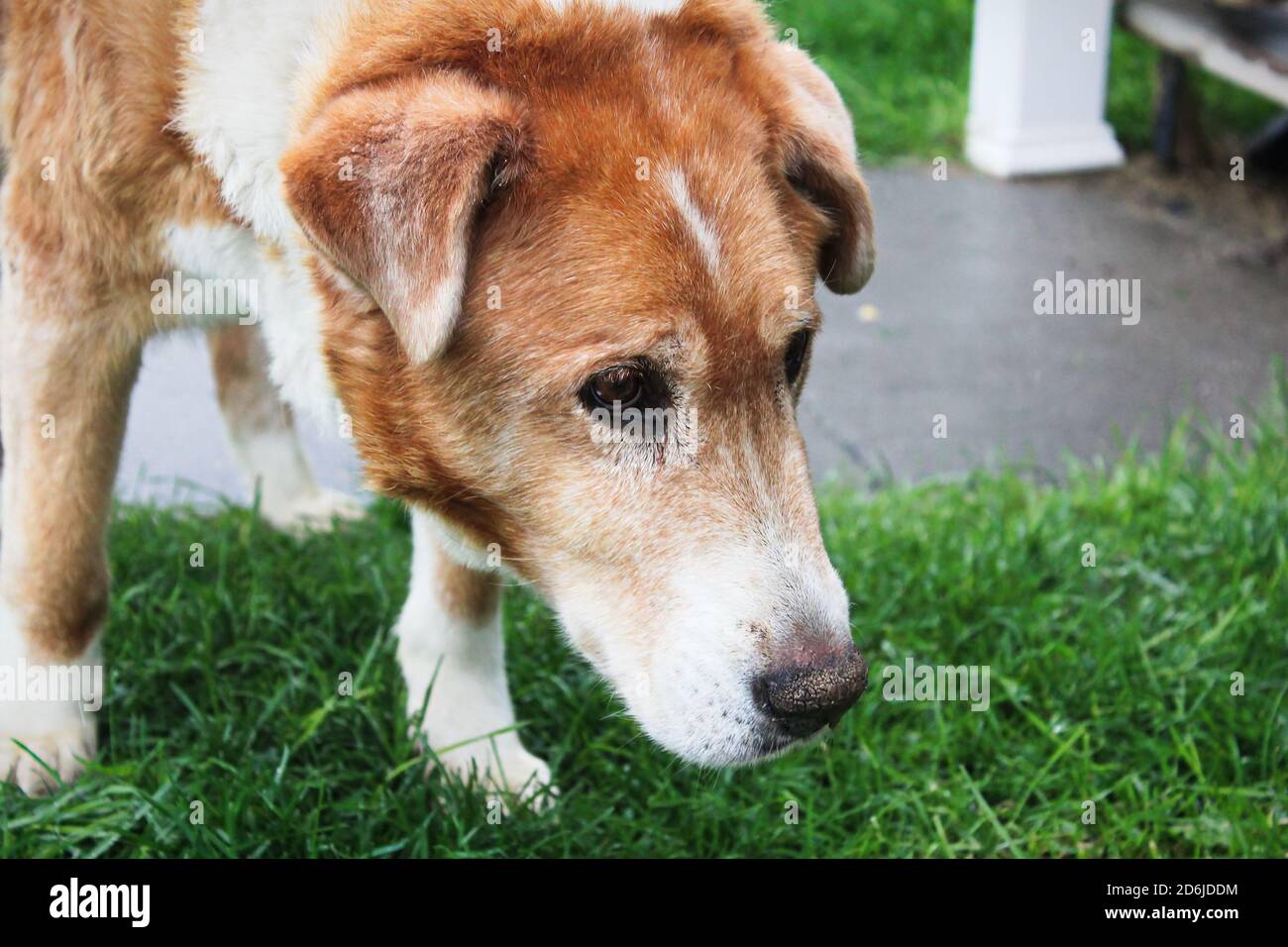 A sad looking farm dog with its' head lowered Stock Photo