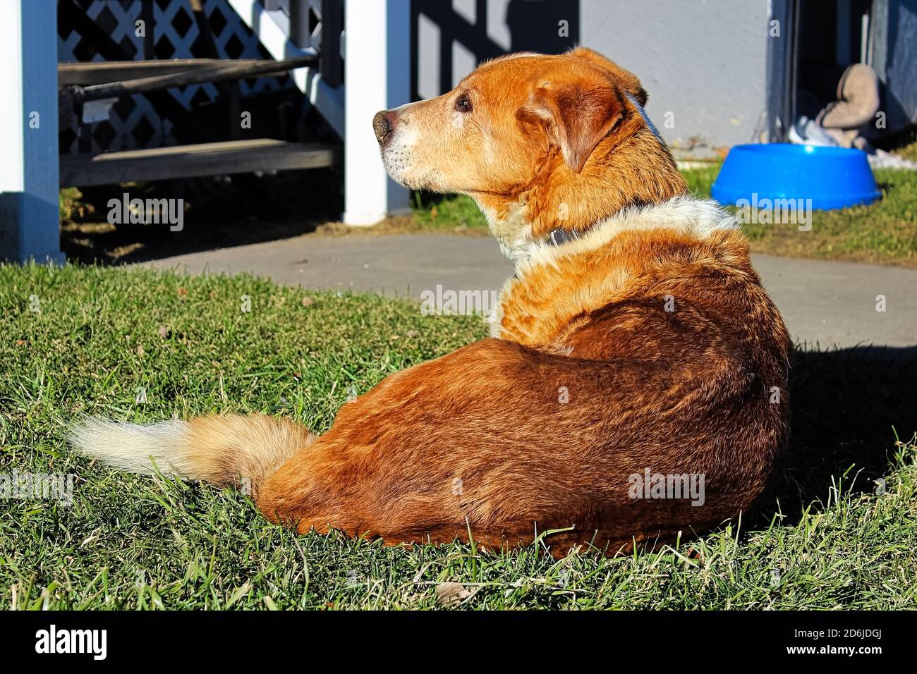 A farm dog sitting with a bowl in the background Stock Photo