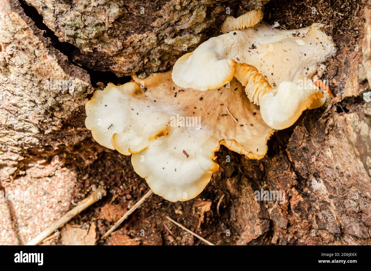 Ganoderma Mushroom Growing On Lebbeck Tree Stock Photo