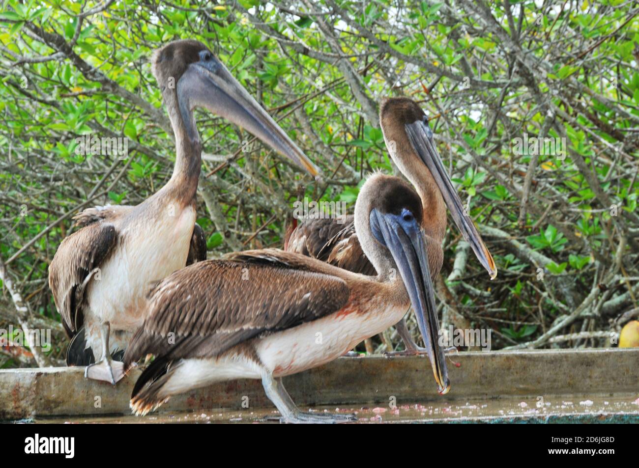 Carlos arroyo puerto rico hi-res stock photography and images - Alamy