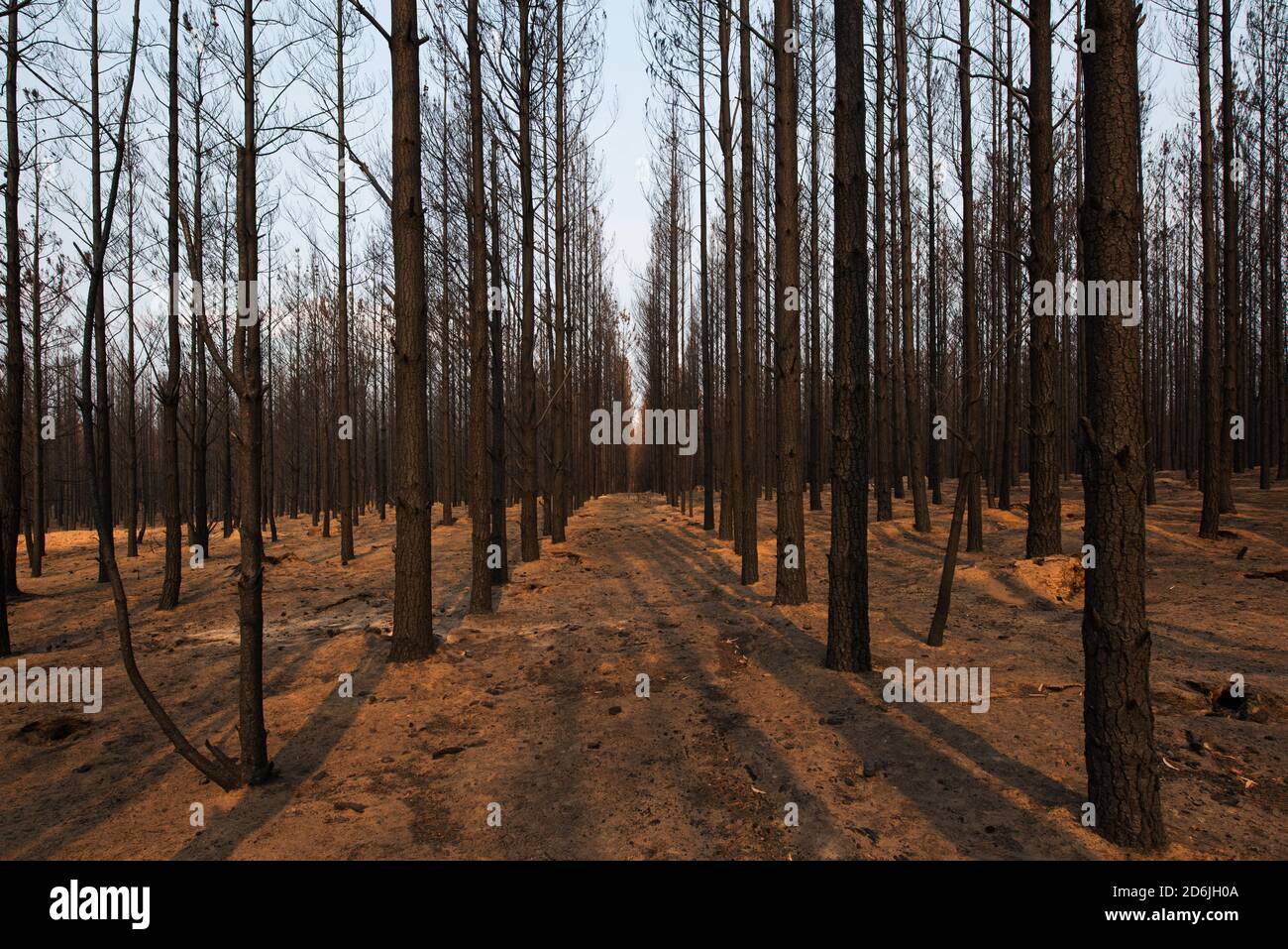 Burnt trees in a pine forest at Wingello, in New South Wales, Australia, following the 2020 Bushfires Stock Photo