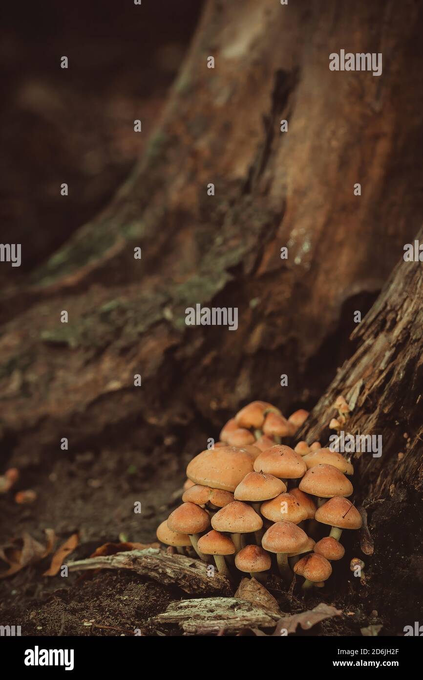 Inedible poisonous mushrooms in the forest near the trunk of an old dead tree. A picture in a mystical mood Stock Photo