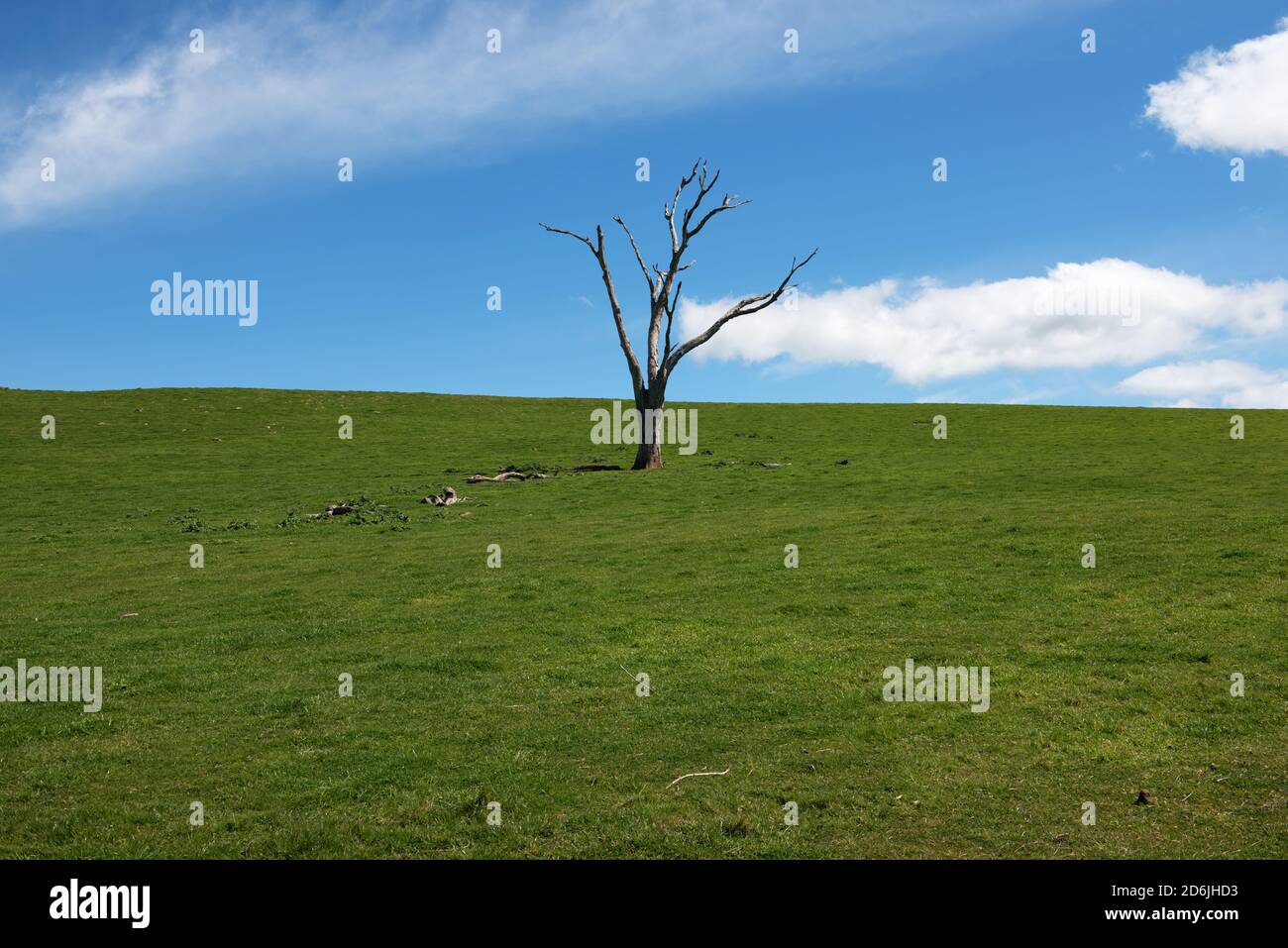 A dead Eucalptus tree on a farm near Wheeo, in New South Wales, Australia Stock Photo