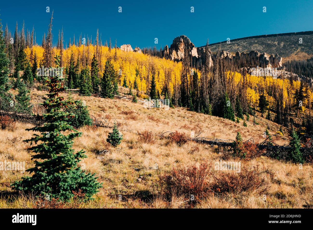 A warm fall scene of yellow aspen leaves as a foreground to Wheeler Geologic Area in remote Colorado Stock Photo