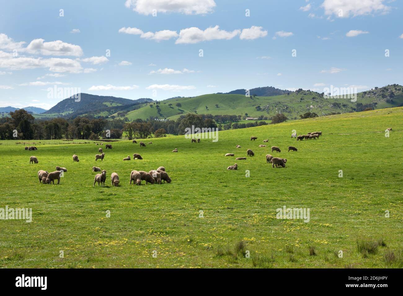 Sheep Grazing in farmland near Rugby in NSW, Australia Stock Photo