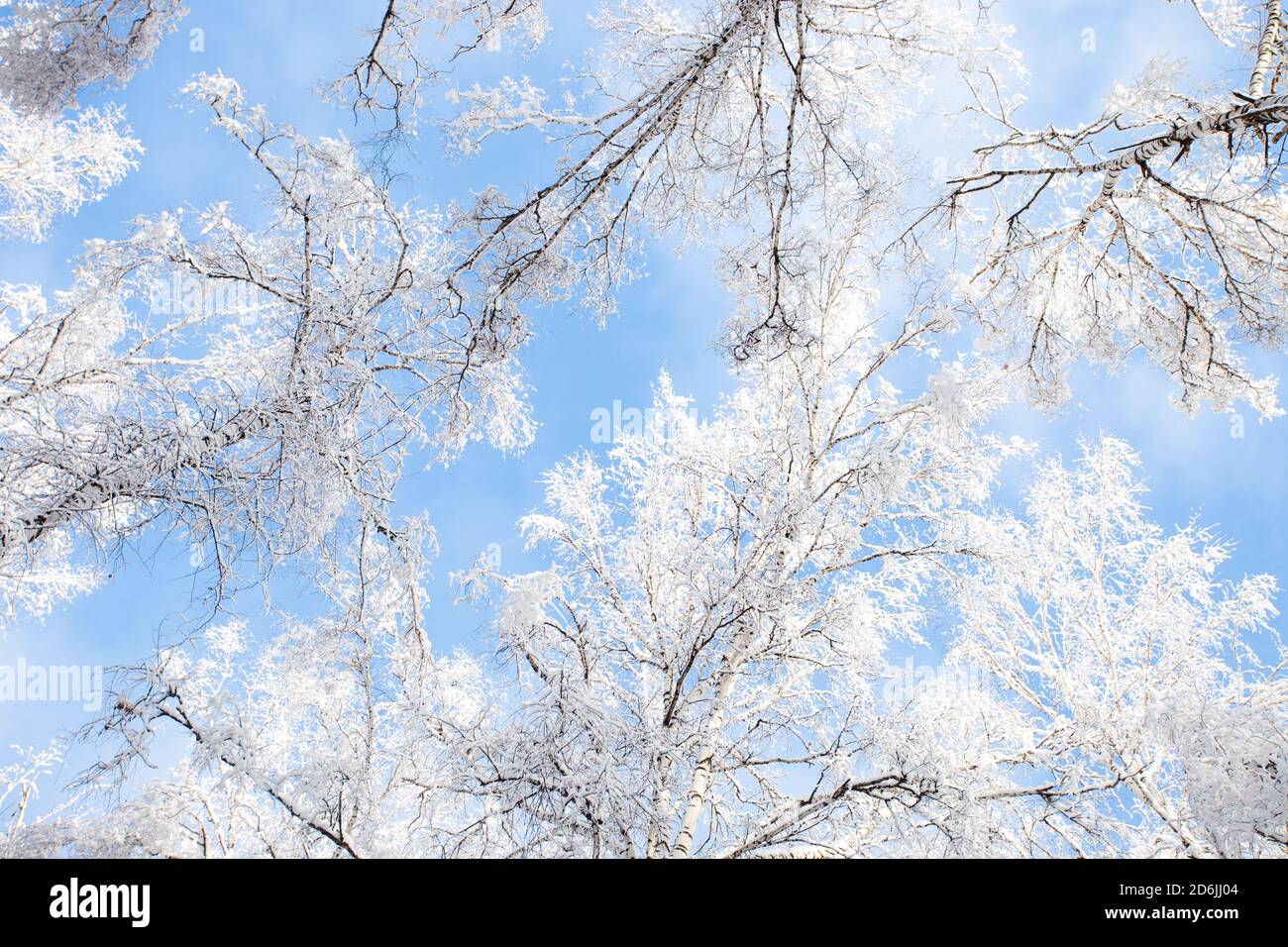 Tree branches covered with white fluffy snow close up detail top view ...