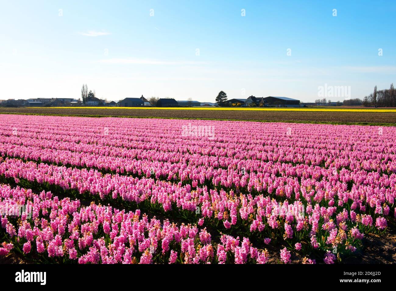 A field of Hyacinths near the town of Lisse, in the Netherlands Stock Photo