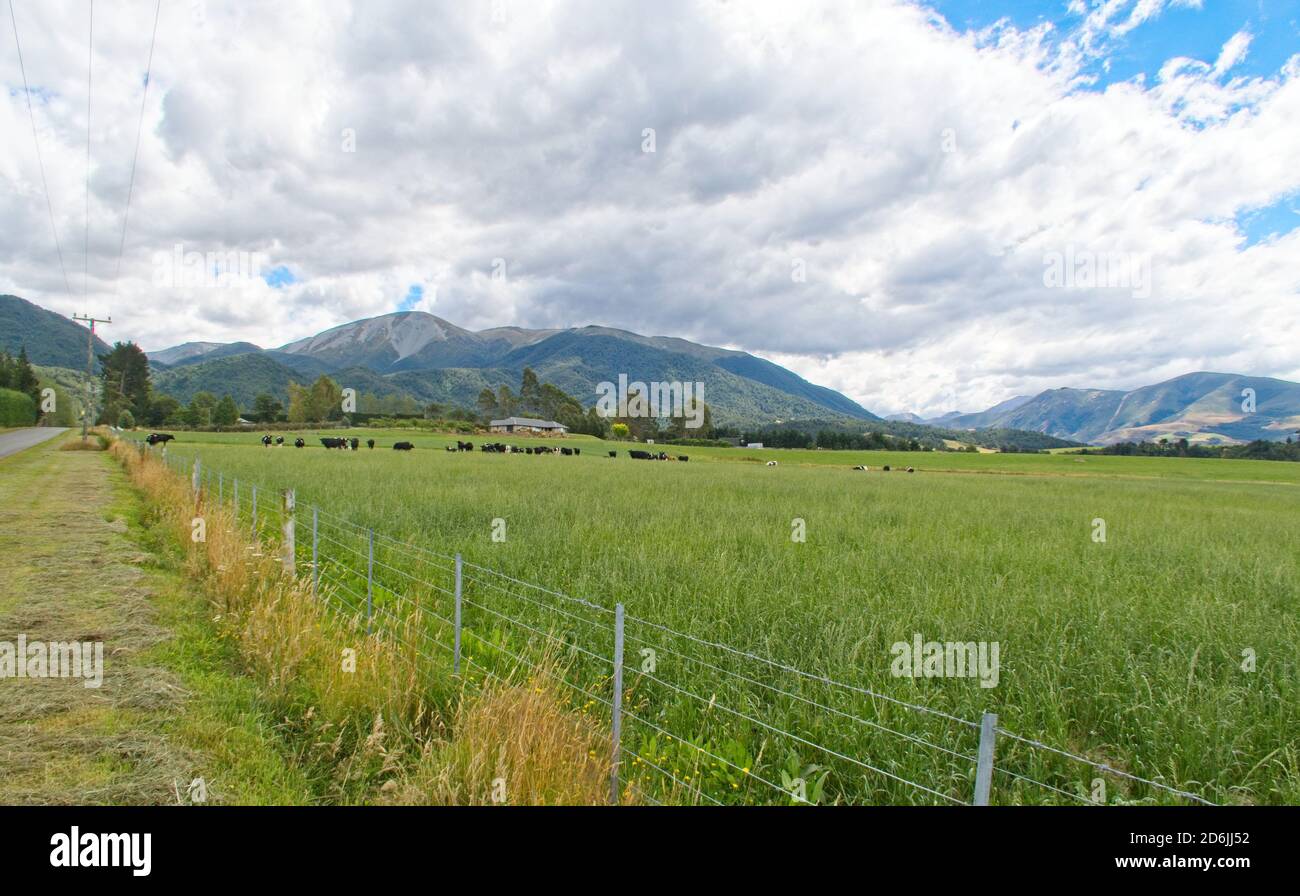 dairy-farm-near-methven-south-island-nz-stock-photo-alamy