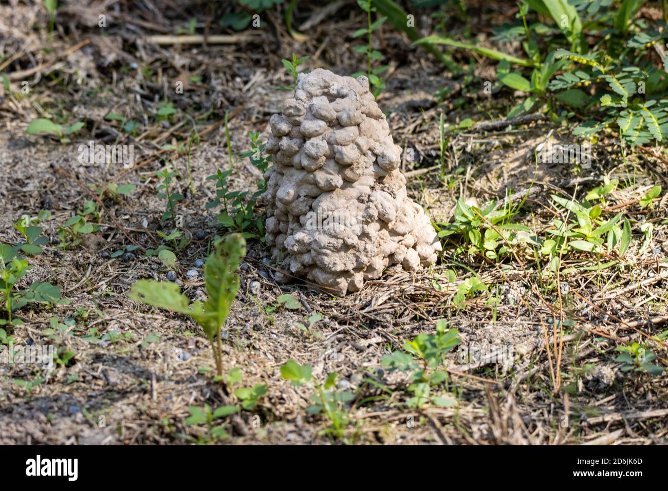 Crawfish hole hi-res stock photography and images - Alamy