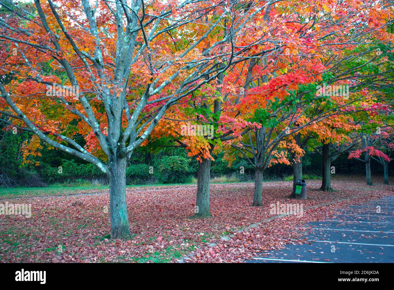 Maple tree leaves changing into spectacular colors and also dropping to the ground due to the cooler weather of the autumn days -01 Stock Photo