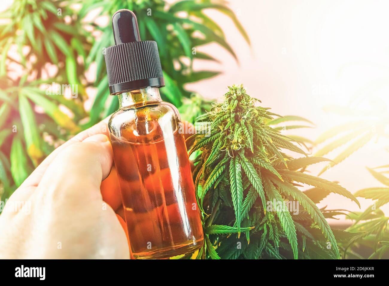 Hand holding bottle of Cannabis oil against medical Marijuana plant Stock Photo