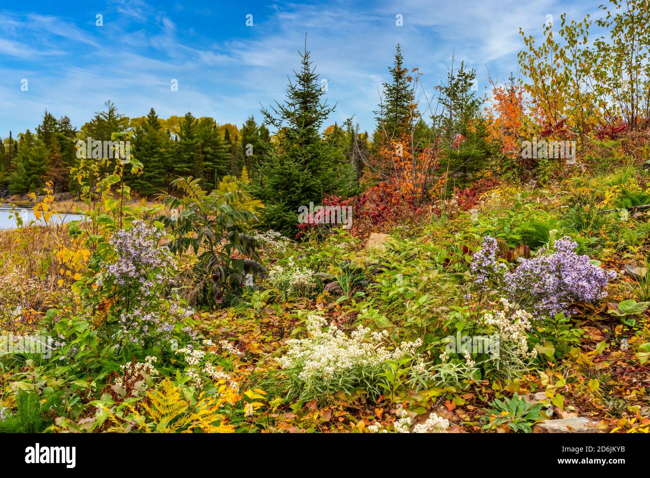 Autumn wildflowers with fall foliage color near Fort Frances, Ontario, Canada. Stock Photo