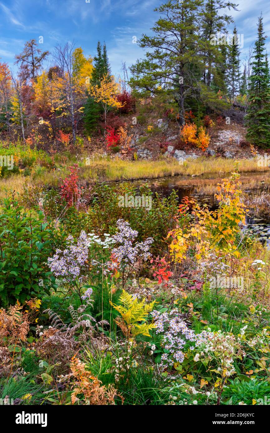 Autumn wildflowers with fall foliage color near Fort Frances, Ontario, Canada. Stock Photo