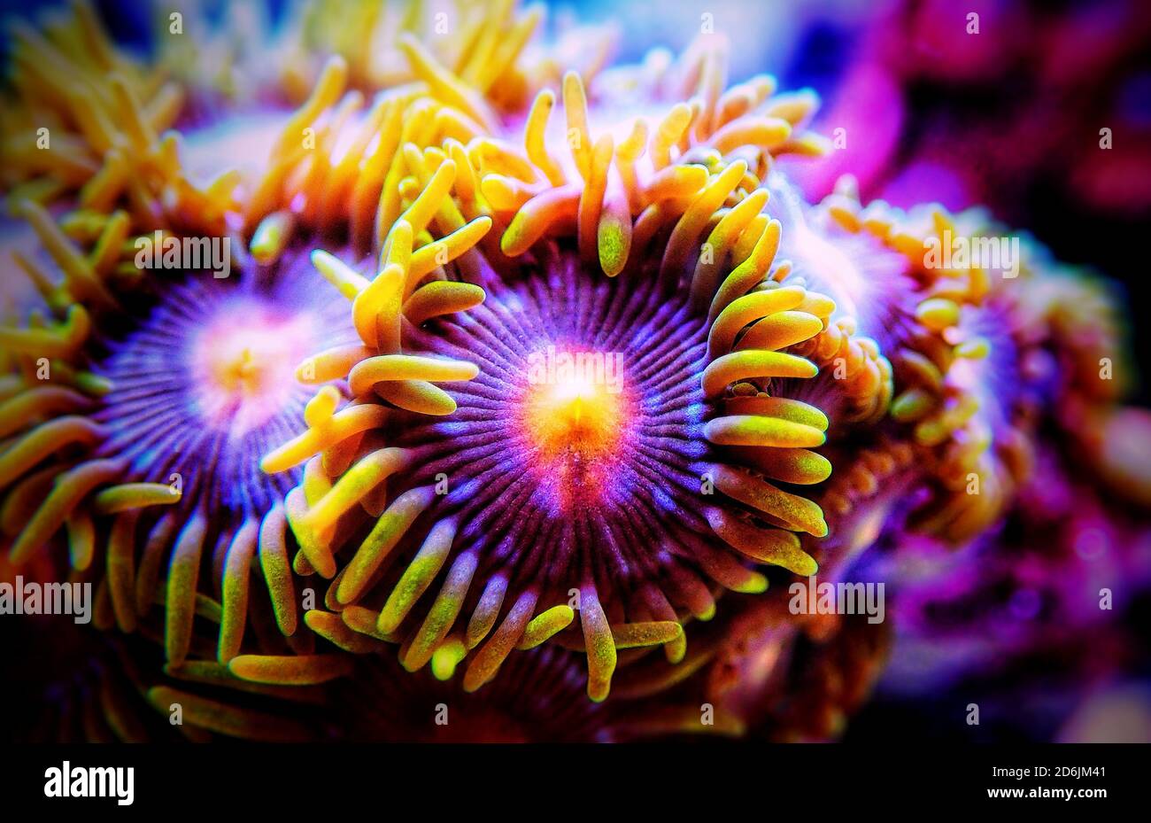 Colorful colony of Zoanthus polyps soft coral Stock Photo