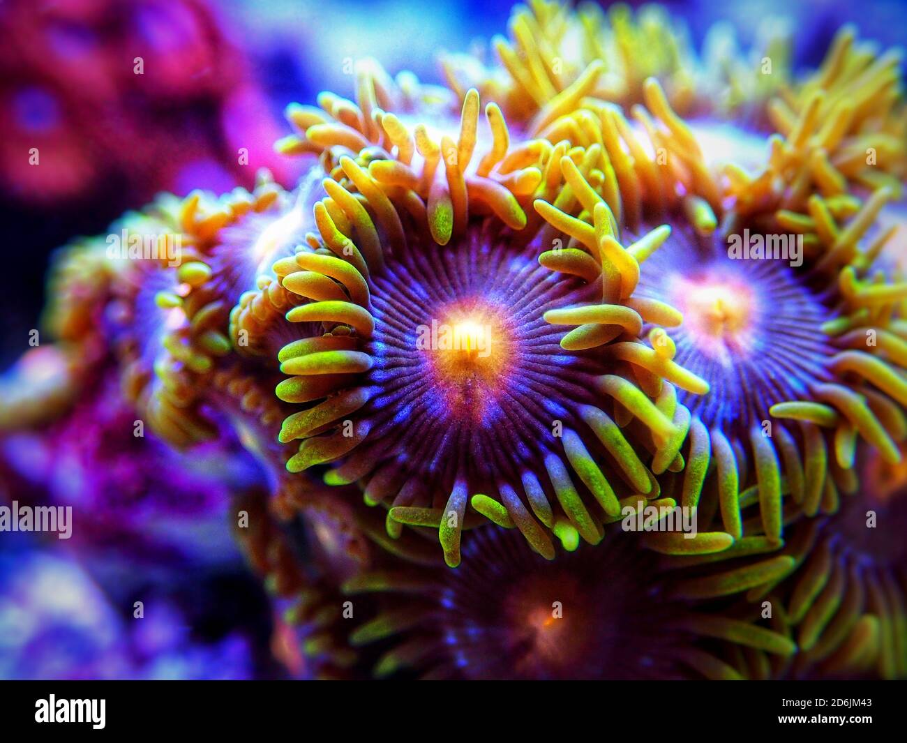 Colorful colony of Zoanthus polyps soft coral Stock Photo