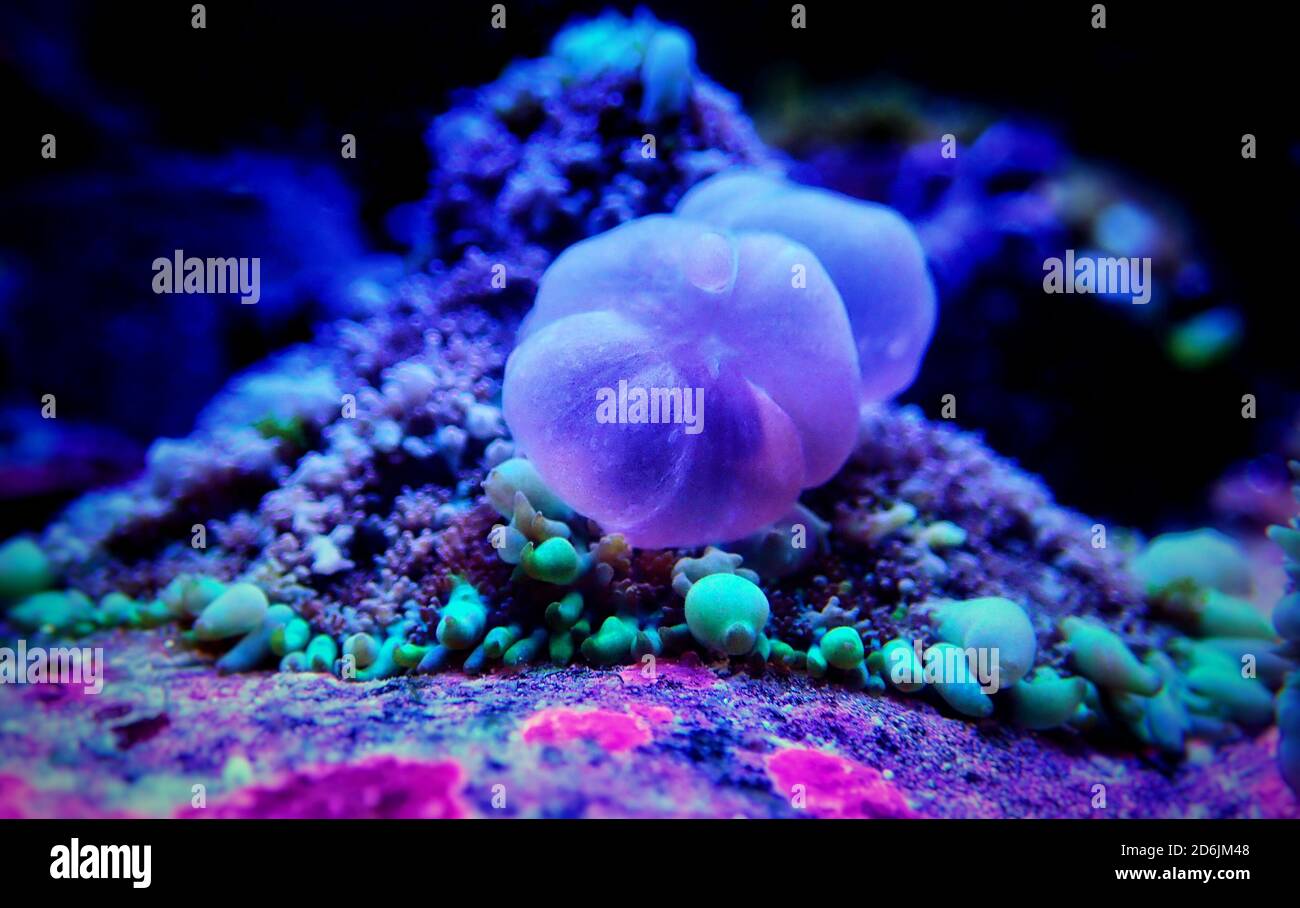 OG Circus Blue ball  bounce mushroom coral Stock Photo