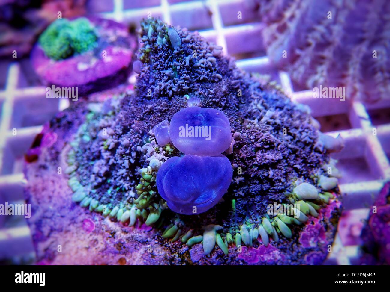 OG Circus Blue ball  bounce mushroom coral Stock Photo