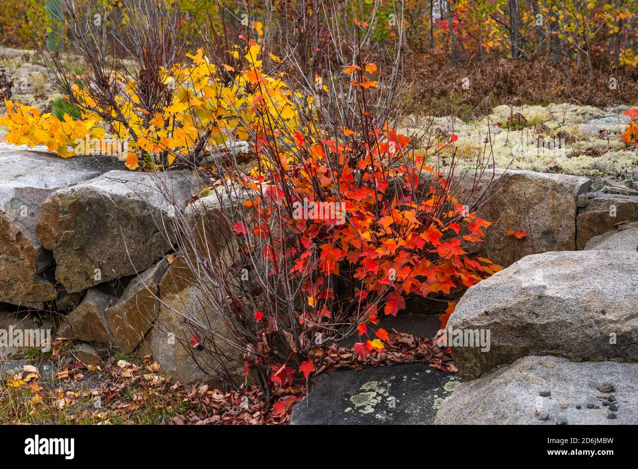 Fall Or Rocks Fall foliage color in the rocks near Fort Frances, Ontario, Canada ...