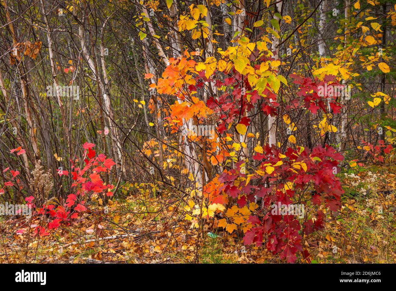 Fall foliage color in the rocks near Fort Frances, Ontario, Canada ...