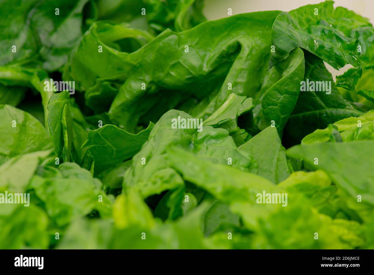 Texture and fiber of fresh and green lettuce leaves Stock Photo Alamy