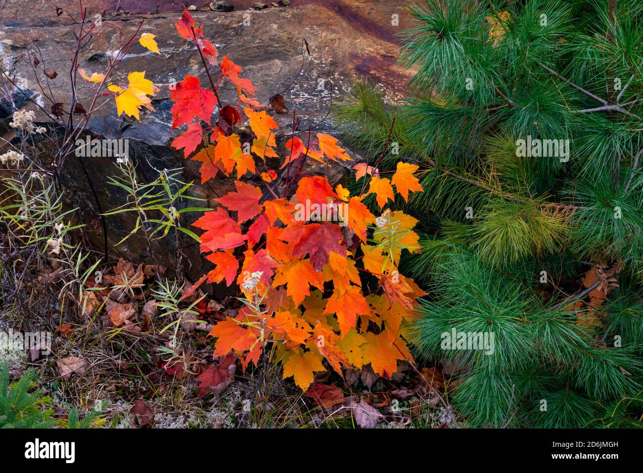 Fall Or Rocks Fall foliage color in the rocks near Fort Frances, Ontario, Canada ...