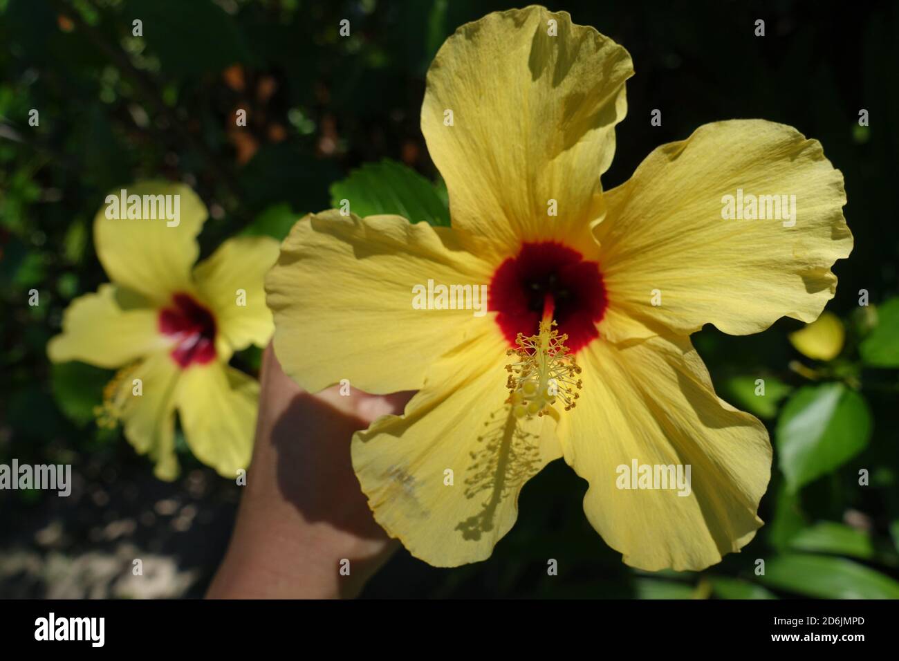 https://c8.alamy.com/comp/2D6JMPD/brazil-morro-de-sao-paulo-huge-colerful-yellow-hibiscus-hibiscus-brackenridgei-hawaiian-hibiscus-2D6JMPD.jpg