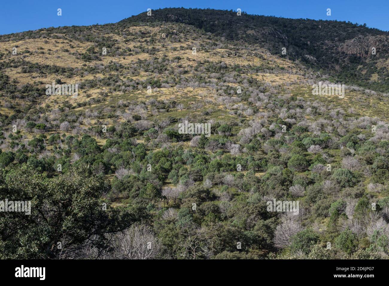 Drought and bark beetles kill trees in the Davis Mountains of west Texas. Stock Photo