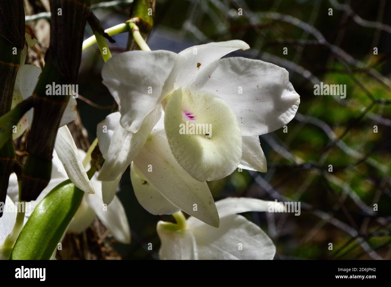 White soft cane Dendrobium orchid in flower Stock Photo