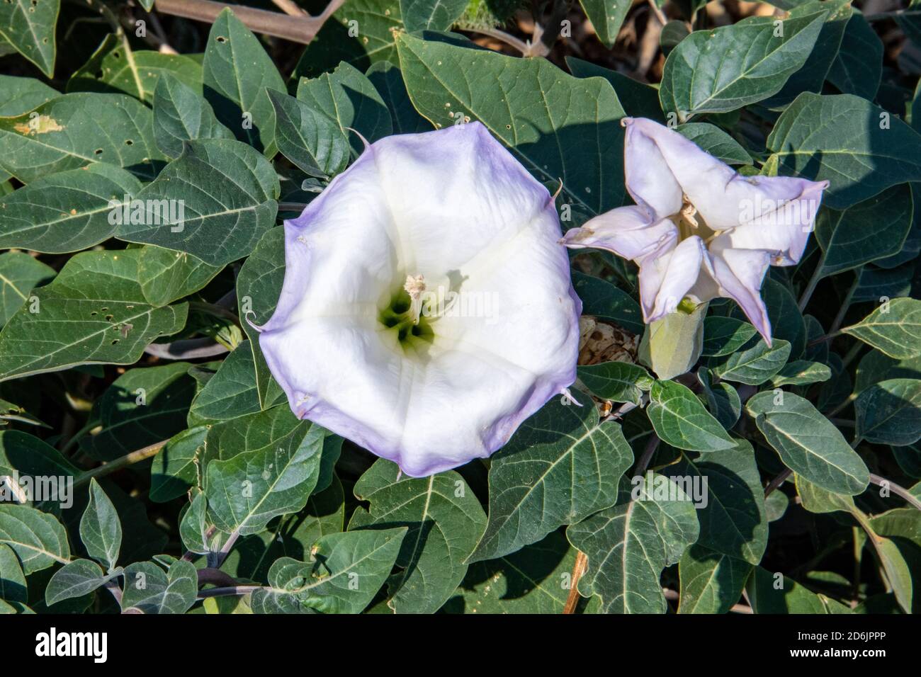 Wild Purple Bindweed High Resolution Stock Photography and Images - Alamy