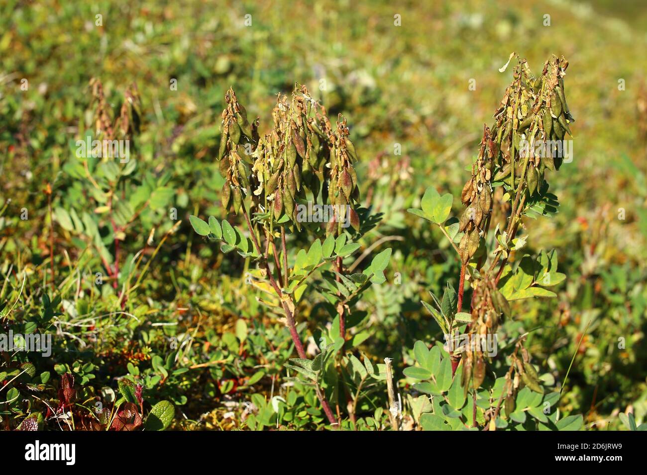 Arctic milkvetch (Astragalus frigidus) in fruiting stage. Stock Photo