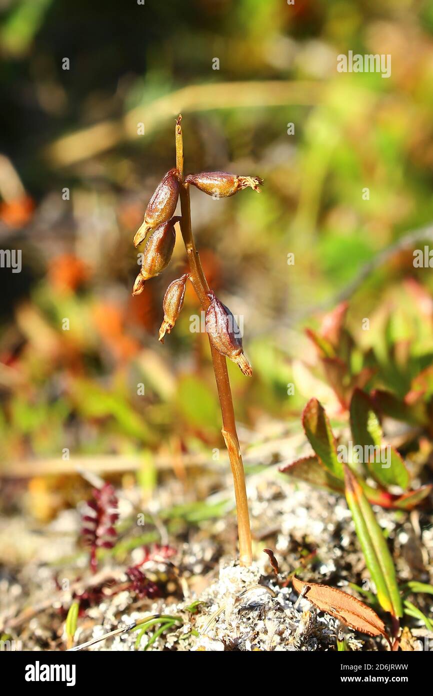 The early coralroot (Corallorhiza trifida) in heath landscape. Stock Photo